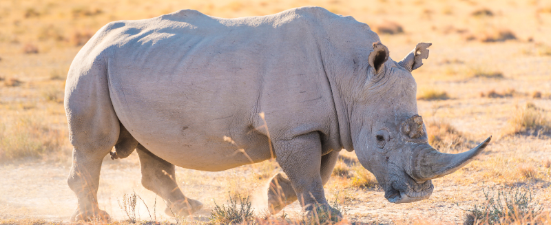 Rhino walking on a dirt path in a natural setting