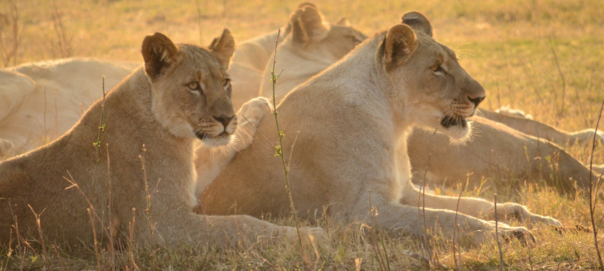 Two lions lying in a grassy field with a warm, golden light.